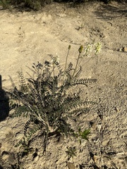 Astragalus trichopodus