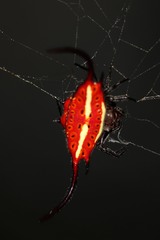 Gasteracantha falcicornis