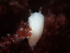 Cadlina flavomaculata
