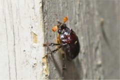 Eucanthus lazarus