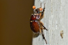 Eucanthus lazarus