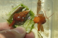 Triplofusus giganteus