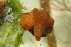 Triplofusus giganteus