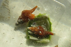 Triplofusus giganteus