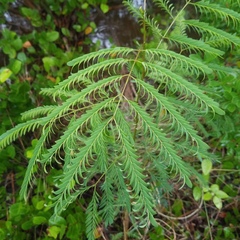 Leucaena