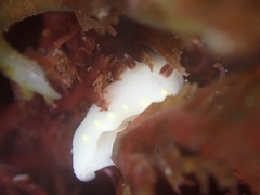 Cadlina flavomaculata