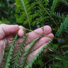Leucaena