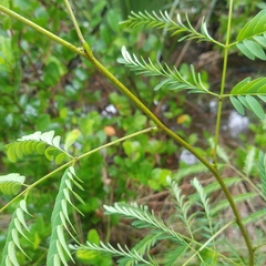 Leucaena