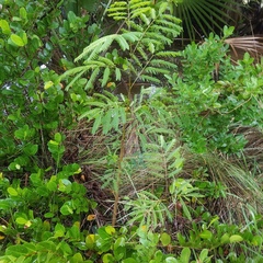 Leucaena