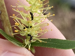 Technomyrmex difficilis