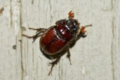 Eucanthus lazarus