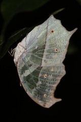 Protogoniomorpha parhassus