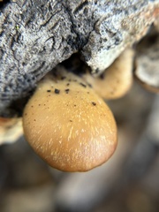 Cerioporus leptocephalus