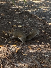 Sciurus carolinensis