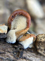 Cerioporus leptocephalus