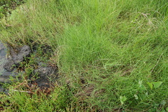 Distichlis distichophylla