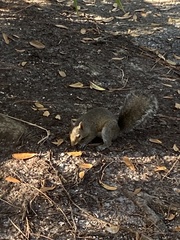 Sciurus carolinensis