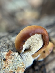 Cerioporus leptocephalus