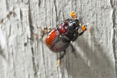 Eucanthus lazarus