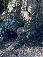 Sciurus carolinensis