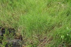 Distichlis distichophylla