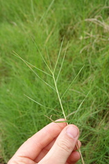 Distichlis distichophylla