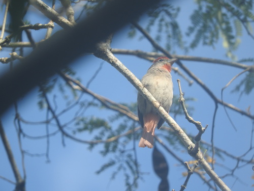Rose-throated Tanager (Piranga roseogularis), photo 6