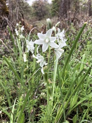 Ornithogalum nutans