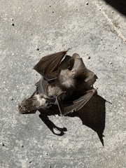 Macrotus californicus