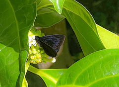 Ephyriades brunnea