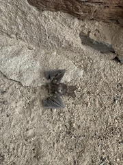 Macrotus californicus