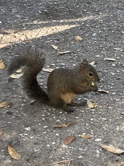 Sciurus carolinensis