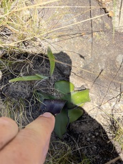 Ledebouria ovatifolia ovatifolia