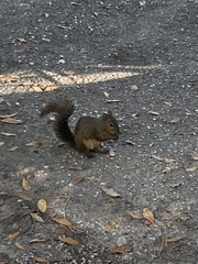 Sciurus carolinensis