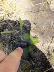 Ledebouria ovatifolia ovatifolia