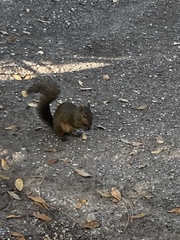 Sciurus carolinensis