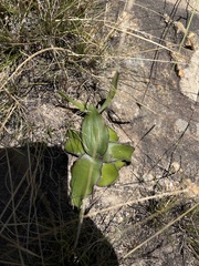 Ledebouria ovatifolia ovatifolia