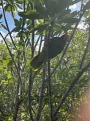 Amazona leucocephala