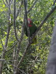 Amazona leucocephala