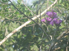 Lonchocarpus longistylus, photograph (c) Sebastián de Jesús Herrera Buenfil, some rights reserved (CC BY)