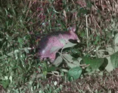 Dasypus novemcinctus