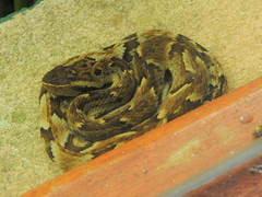 Bothrops jararaca