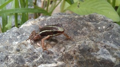 Epipedobates anthonyi