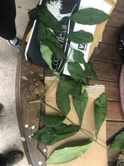 Flindersia bourjotiana