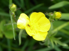 Glyphipterix simpliciella