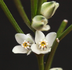 Cyanothamnus subsessilis