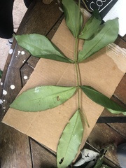 Flindersia bourjotiana