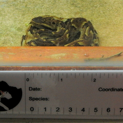 Bothrops jararaca