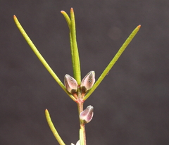 Cyanothamnus subsessilis