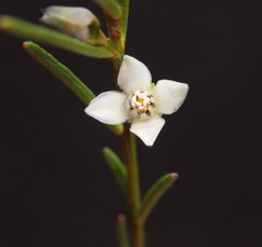 Cyanothamnus subsessilis